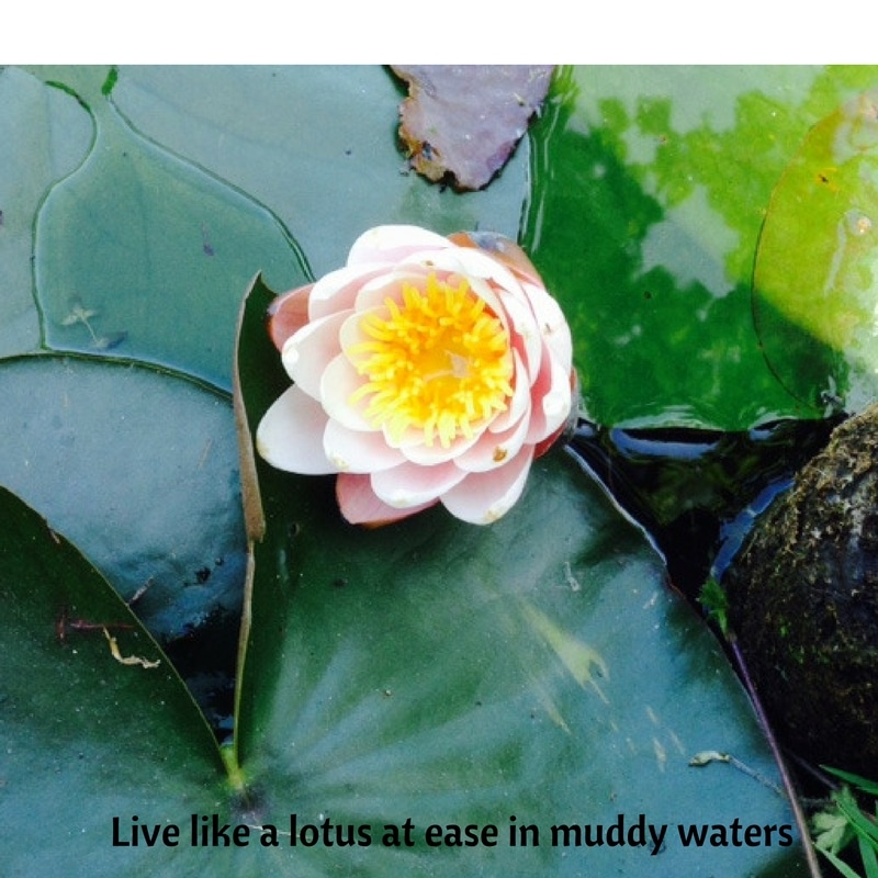 Live like a lotus at ease in muddy waters