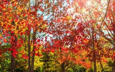 What Fall Can Teach Us About Health and Balance