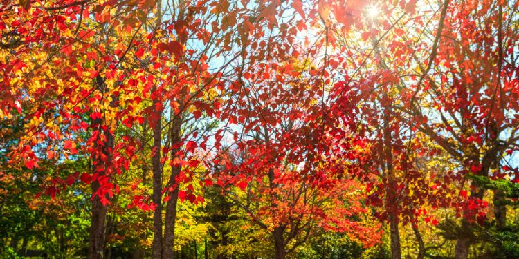 What Fall Can Teach Us About Health and Balance